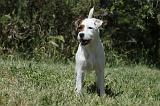 PARSON RUSSEL TERRIER 150